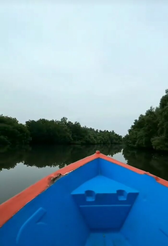 mangrove boating